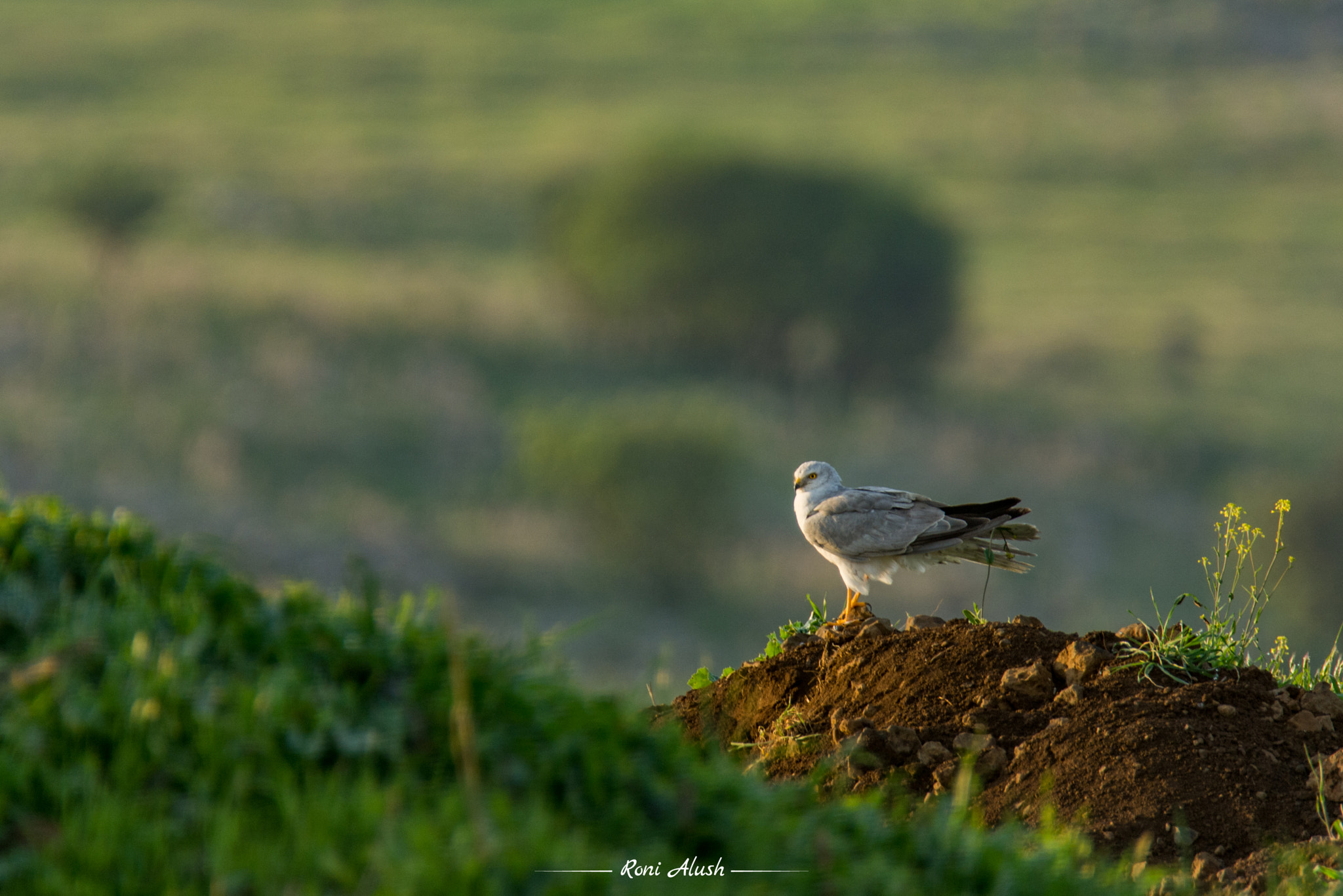 Nikon D7100 sample photo. Pallid harrier photography