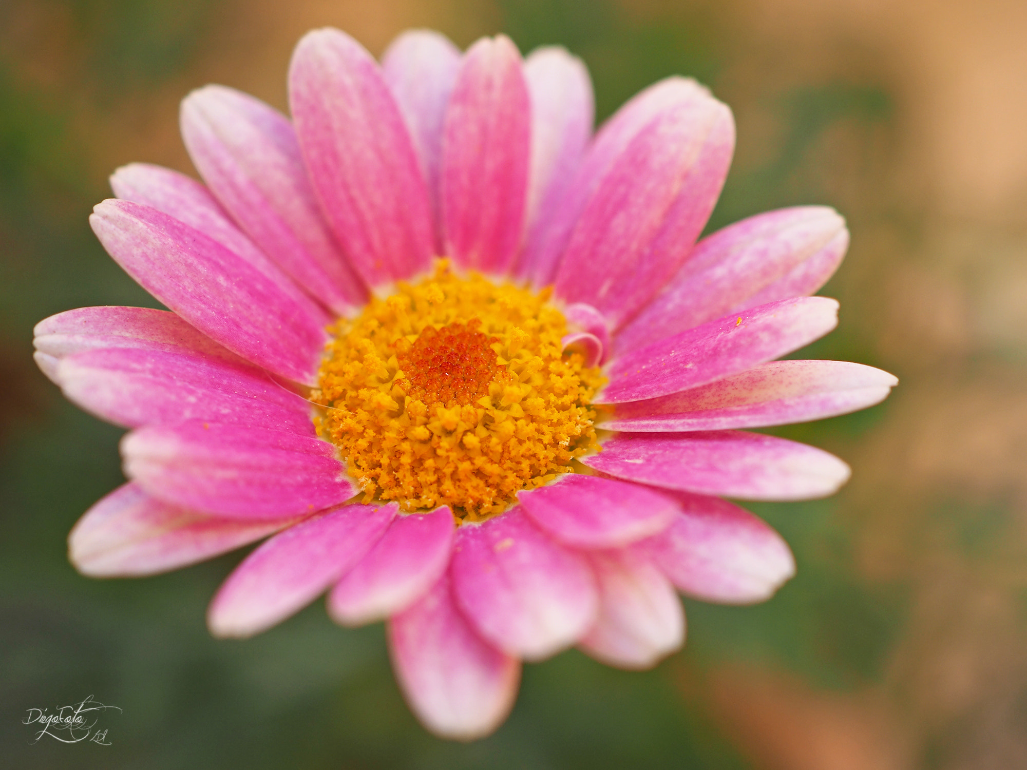 Olympus OM-D E-M10 II sample photo. Argyranthemum photography