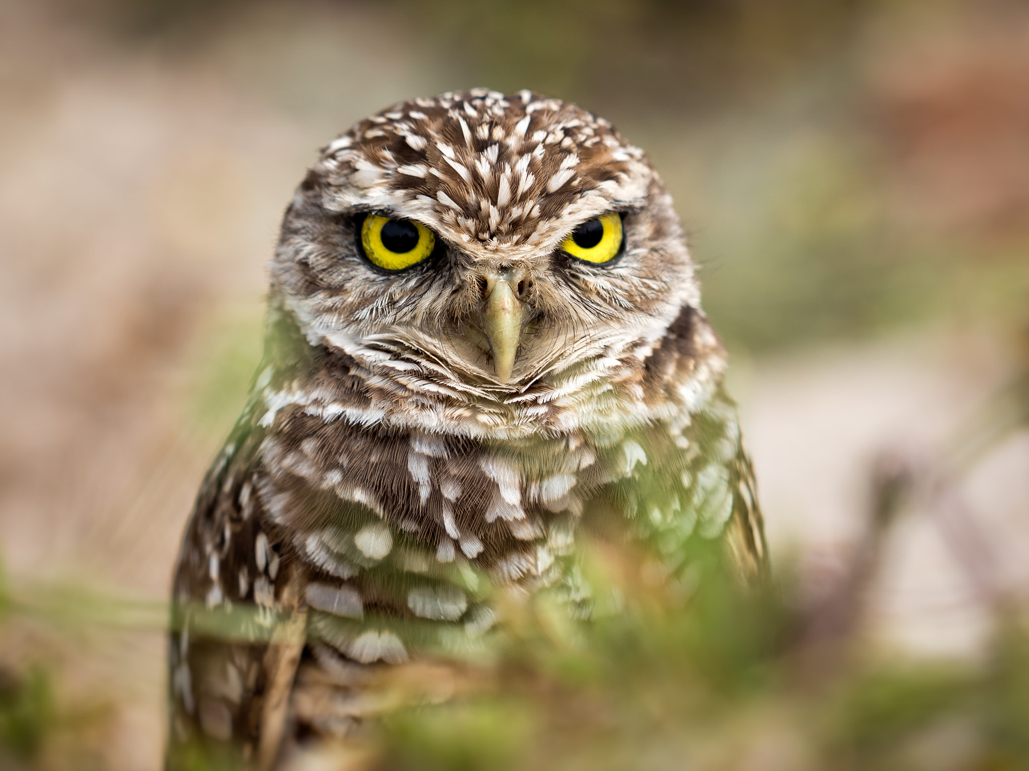 Olympus OM-D E-M1 sample photo. Burrowing owl photography