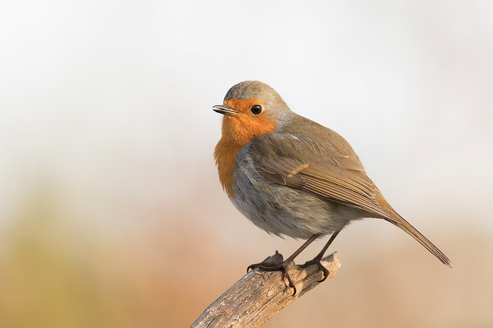 Canon EF 500mm F4L IS USM sample photo. Robin photography