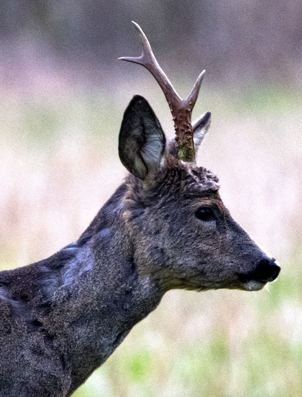 Nikon D5600 + Sigma 150-600mm F5-6.3 DG OS HSM | C sample photo. Portrait photography