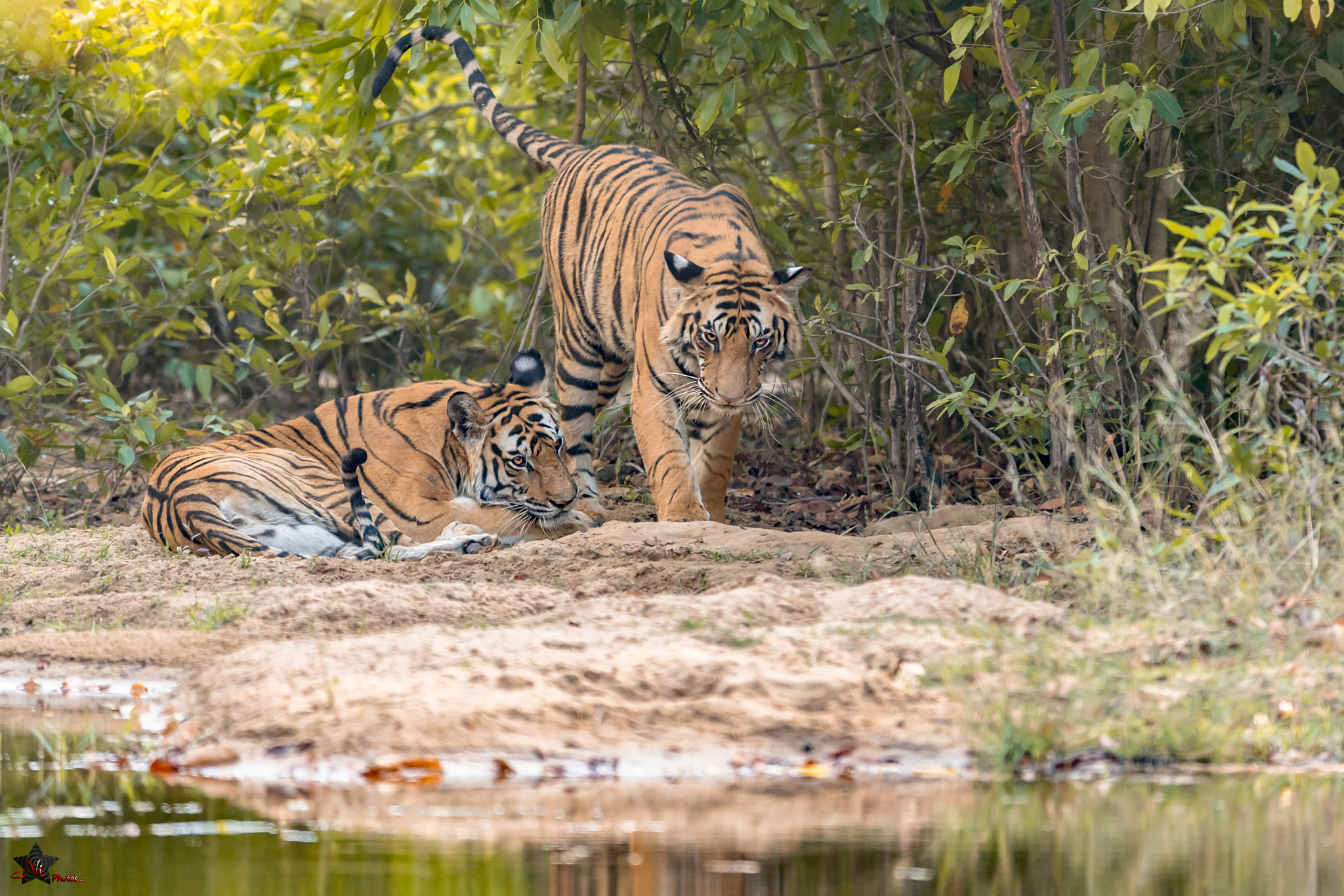 Nikon D5 + Nikon AF-S Nikkor 600mm F4E FL ED VR sample photo. Tiger brothers photography