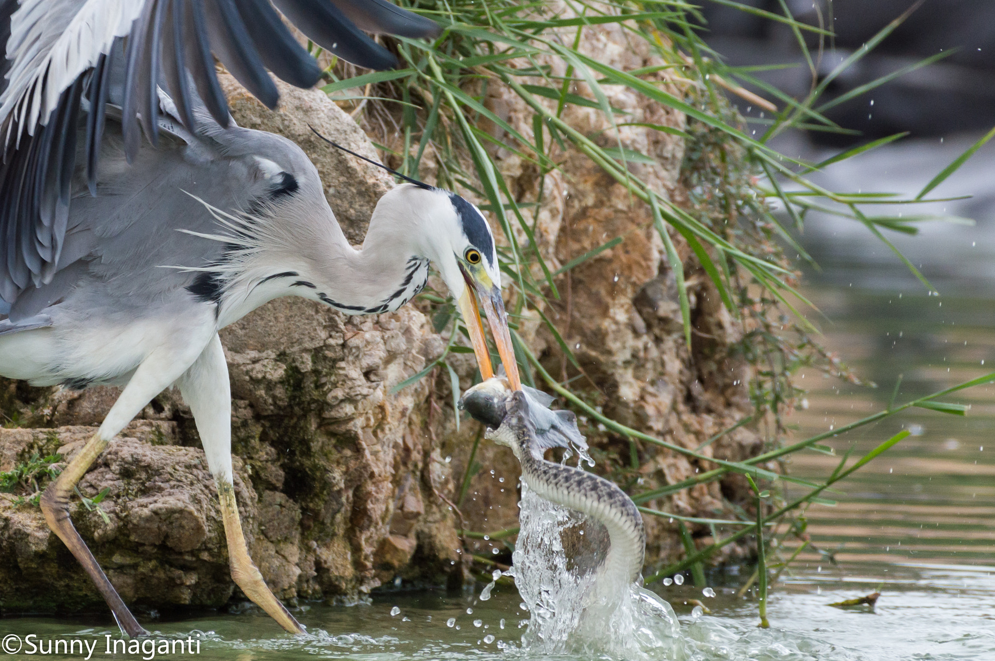 Nikon AF-S Nikkor 200-500mm F5.6E ED VR sample photo. The battle for a meal photography