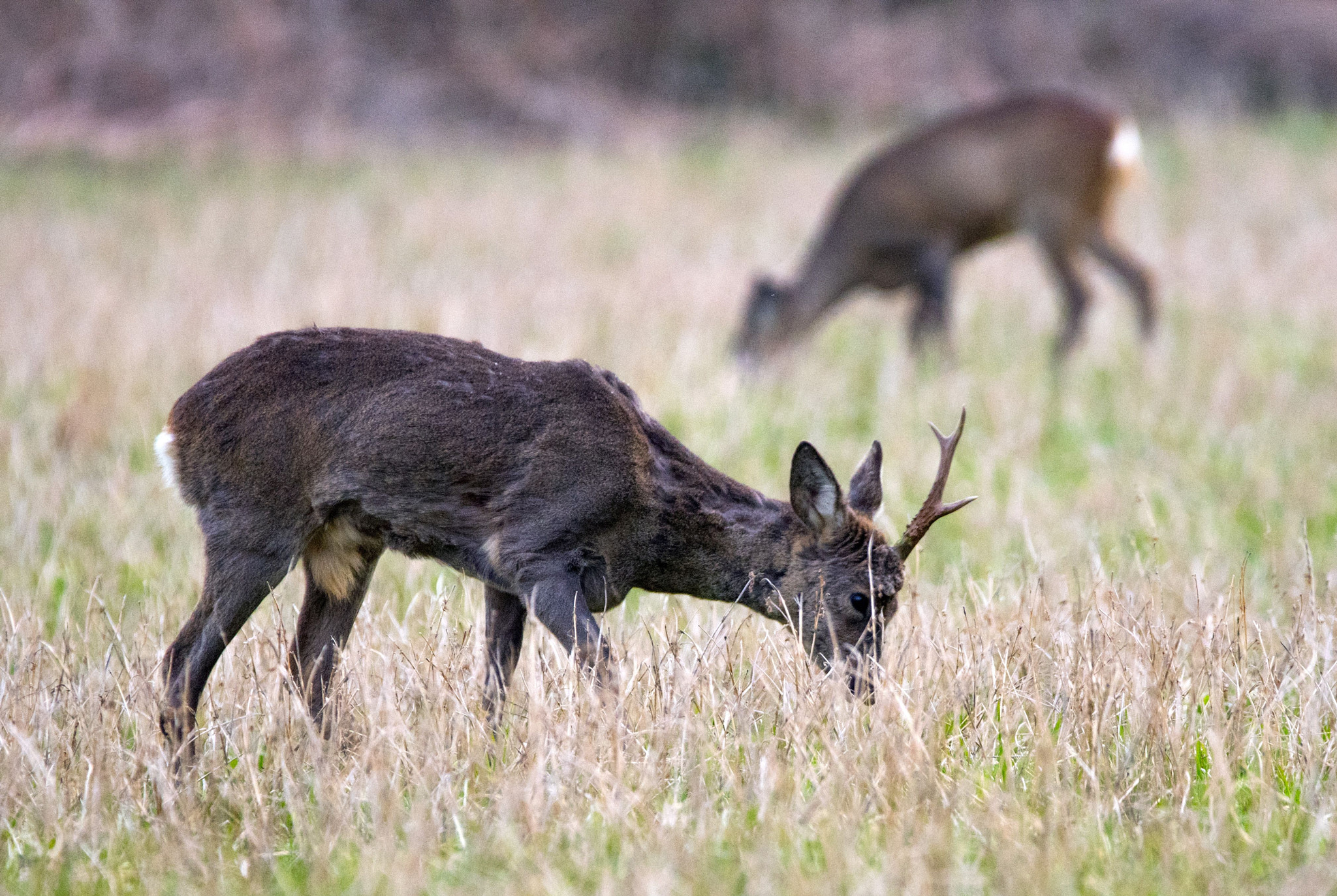 Sigma 150-600mm F5-6.3 DG OS HSM | C sample photo. In pairs photography