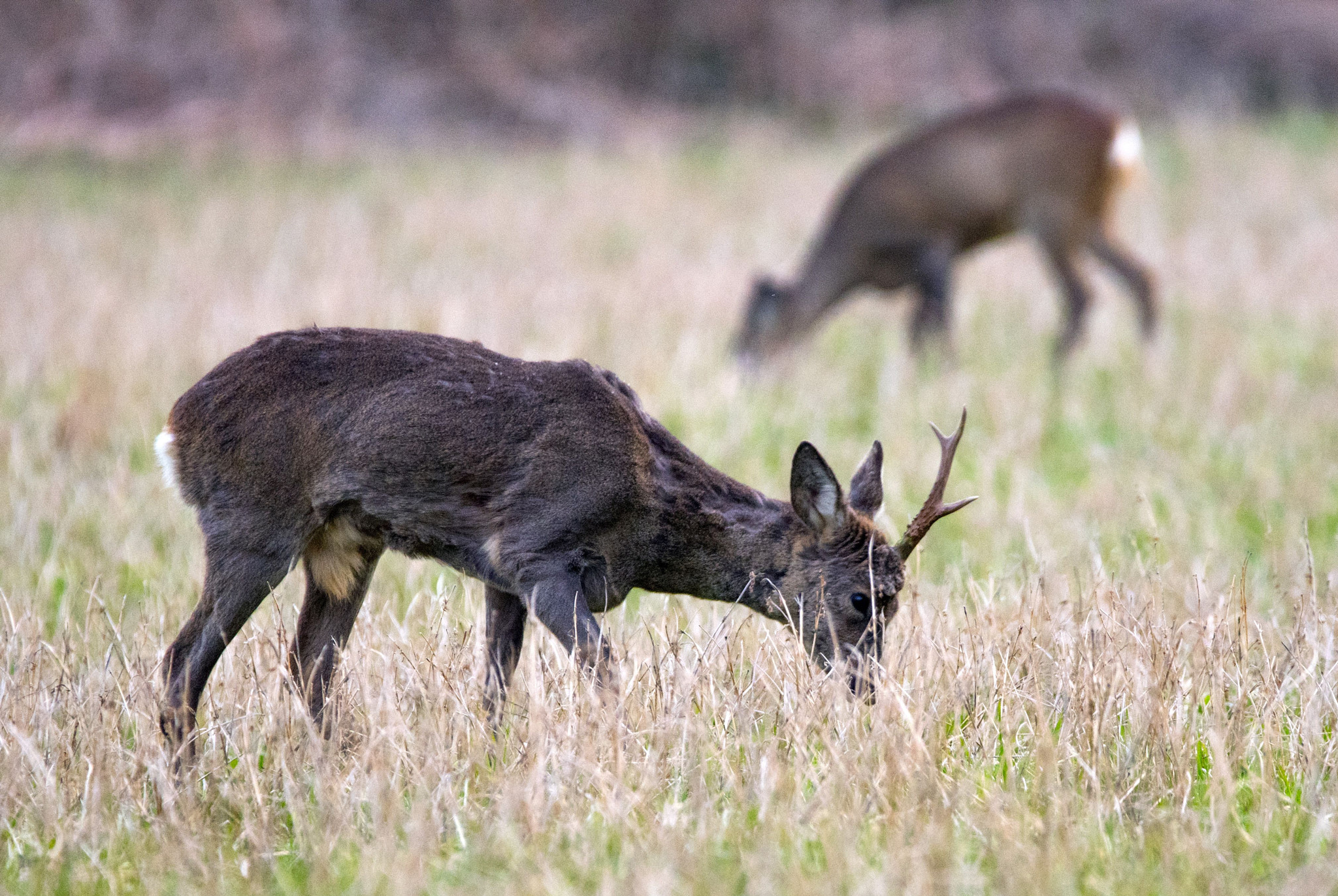 Nikon D5600 + Sigma 150-600mm F5-6.3 DG OS HSM | C sample photo. In pairs photography