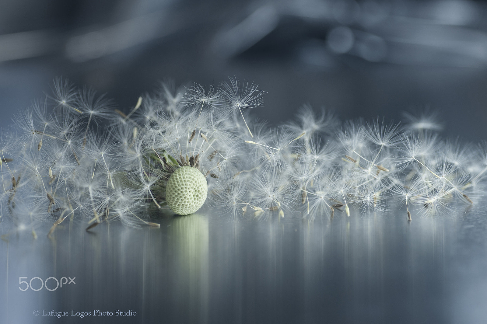 Nikon D700 sample photo. Fragile syndrome photography