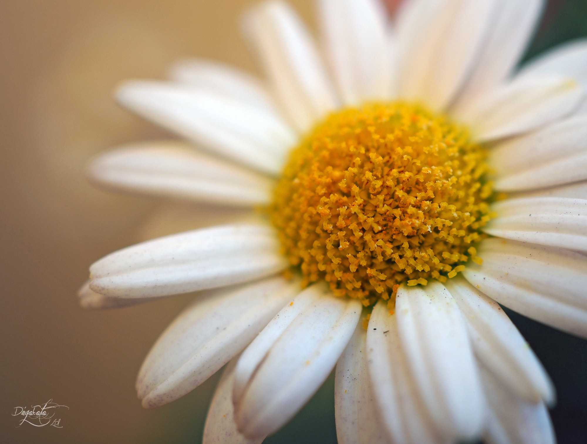 Olympus M.Zuiko Digital ED 30mm F3.5 Macro sample photo. Argyranthemum photography