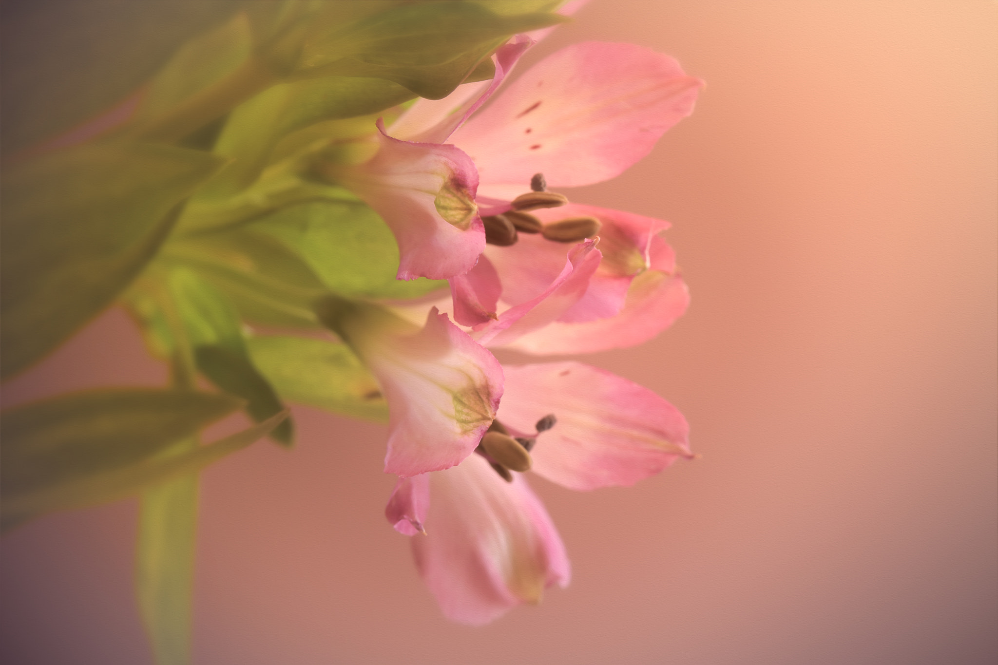 Canon EF 100mm F2.8 Macro USM sample photo. Twin souls photography