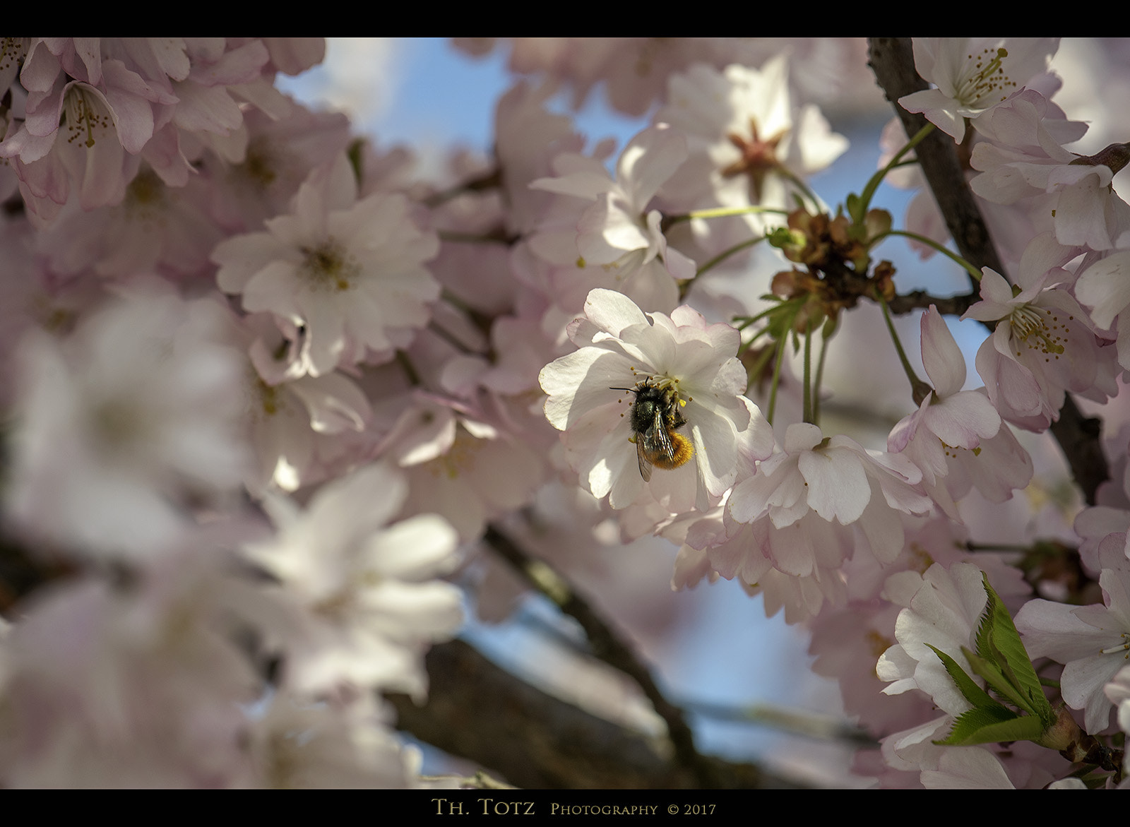 Nikon D700 sample photo. Spring blossoms photography