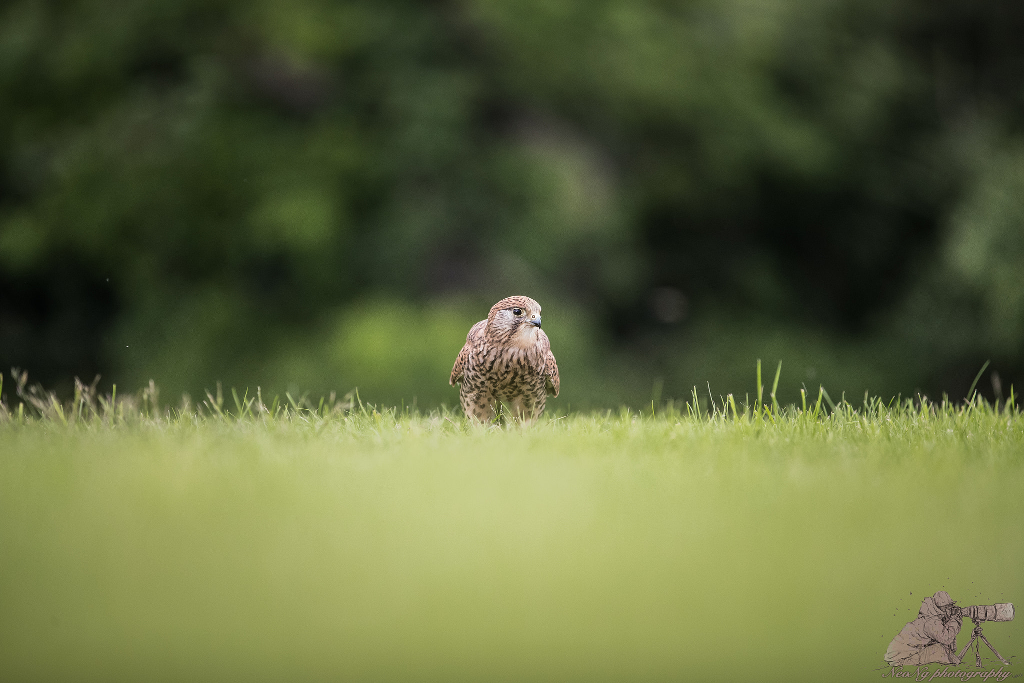 Canon EOS-1D X Mark II sample photo. Neo photography