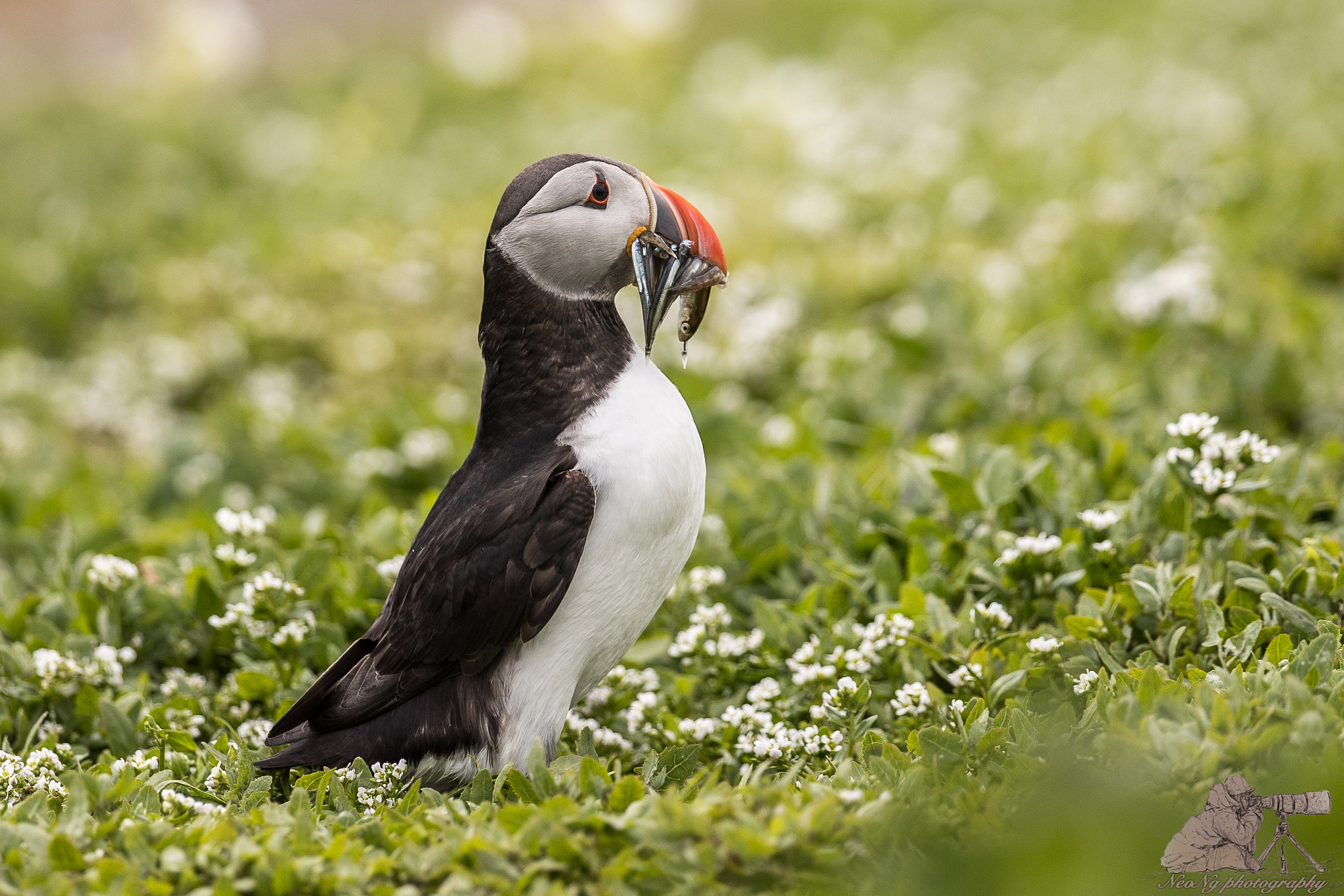 Canon EF 300mm F2.8L IS II USM sample photo. Neo photography
