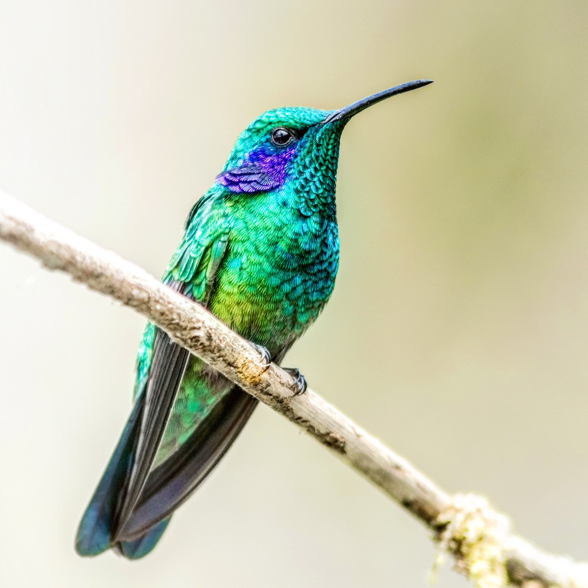 Canon EF 300mm F4L IS USM sample photo. Violet eared hummingbird  photography