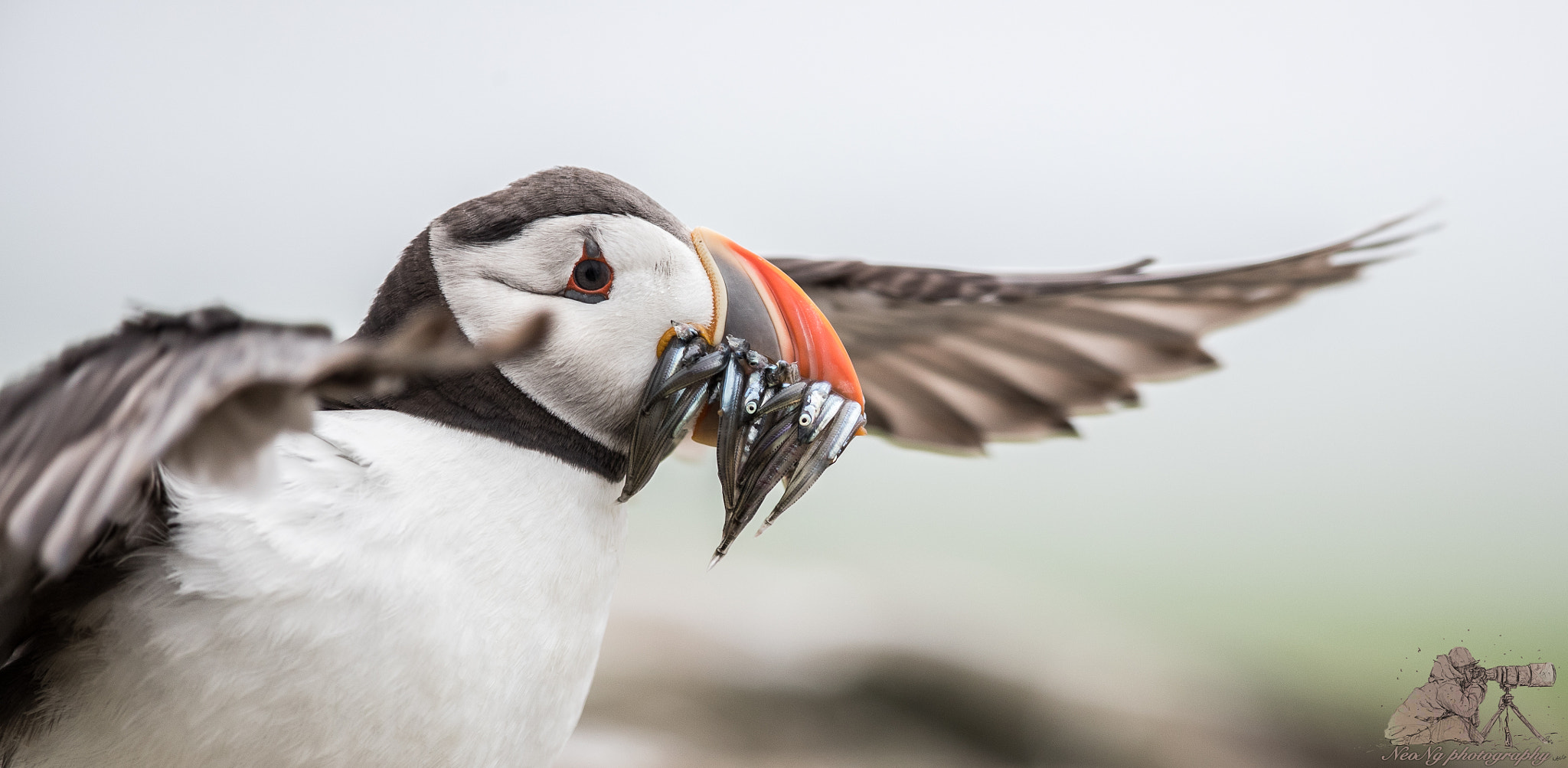 Canon EOS-1D X Mark II + Canon EF 600mm F4L IS II USM sample photo. Neo photography