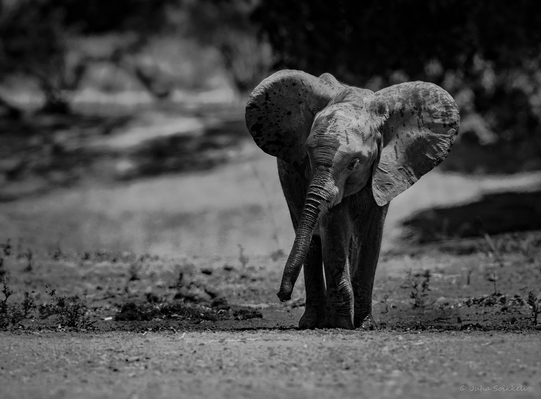 Nikon D810 + Nikon AF-S Nikkor 300mm F2.8G ED-IF VR sample photo. Baby elephant zambia photography