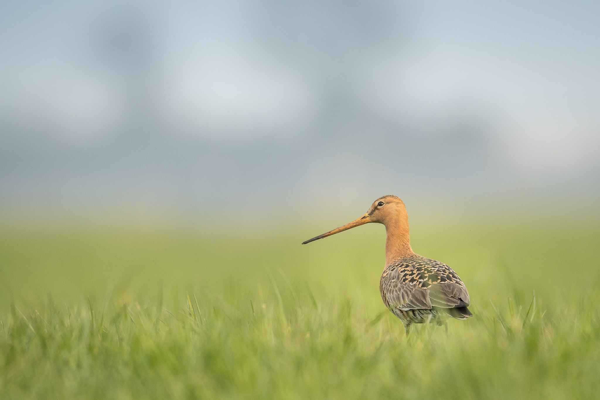 Nikon D500 + Sigma 50mm F2.8 EX DG Macro sample photo. Black-tailed godwit photography