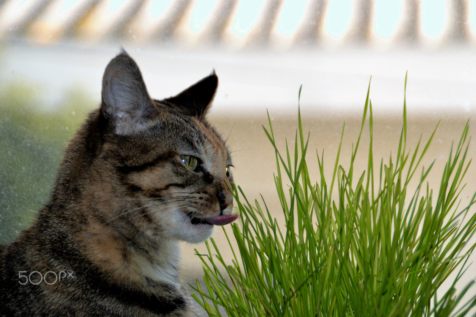 Nikon D3100 sample photo. My cat photography