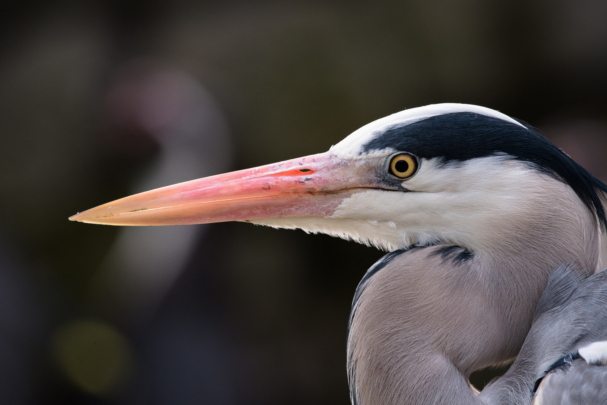 Nikon D750 + Sigma 150-600mm F5-6.3 DG OS HSM | C sample photo. Grey heron at osnabrück zoo photography