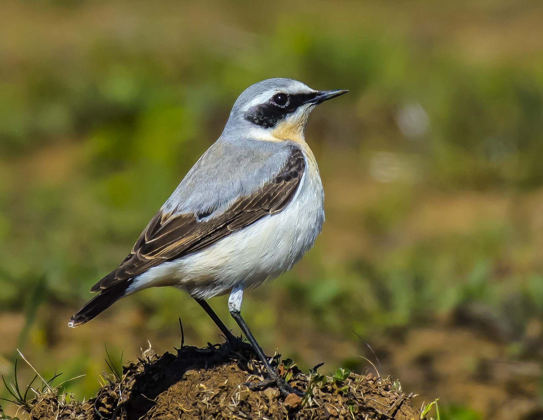 Nikon AF-S Nikkor 200-500mm F5.6E ED VR sample photo. Northern wheatear photography