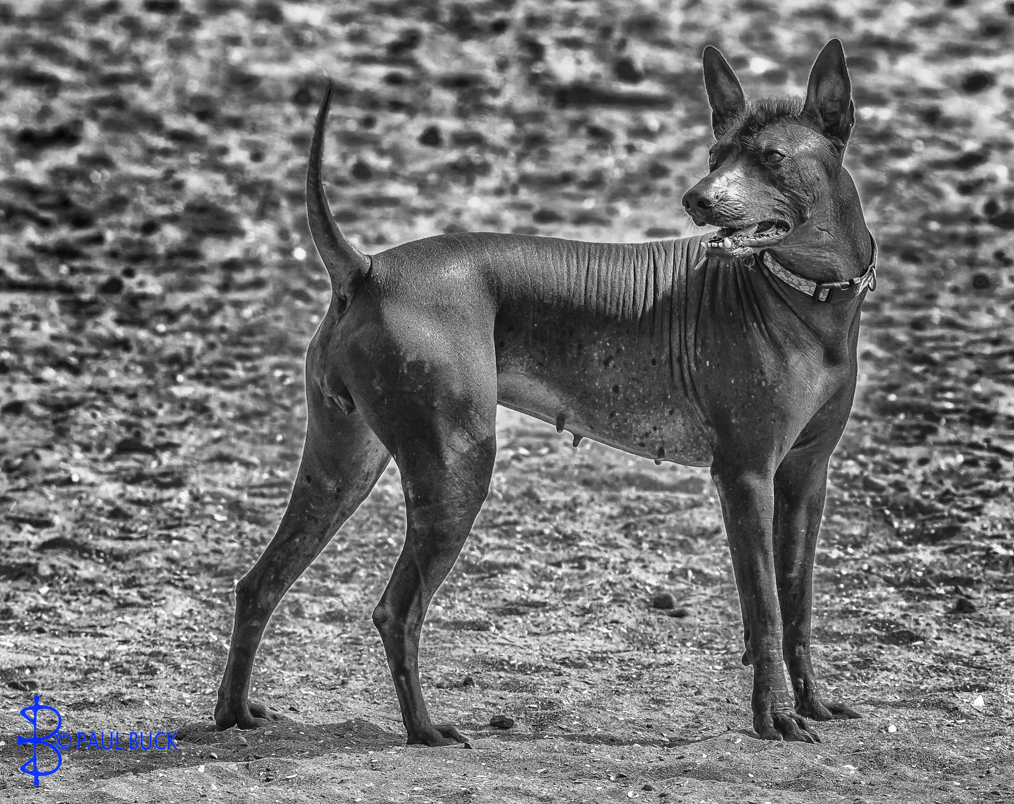 Tamron SP 150-600mm F5-6.3 Di VC USD sample photo. Xoloitzcuintli photography