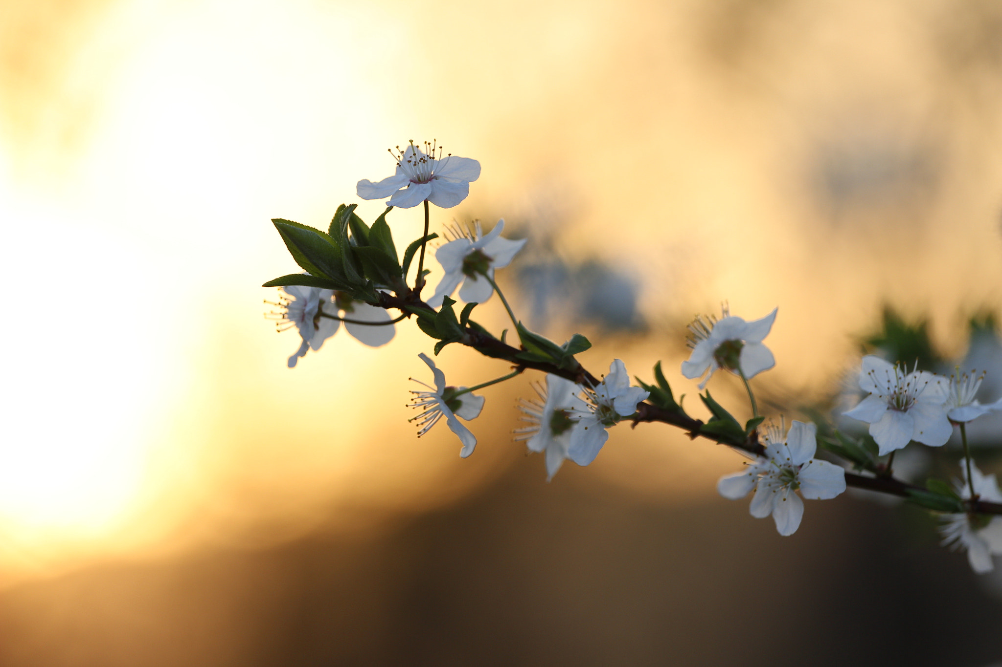 Canon EOS 600D (Rebel EOS T3i / EOS Kiss X5) sample photo. Spring photography