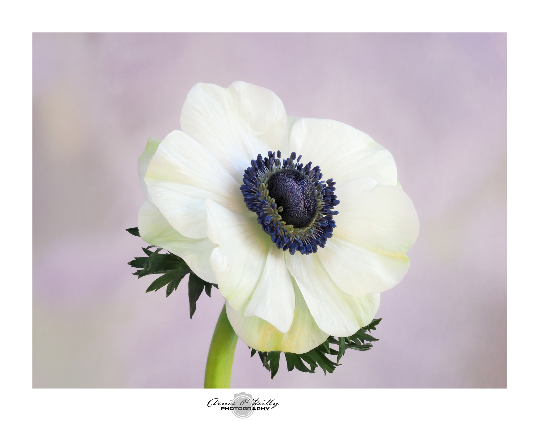 Olympus M.Zuiko Digital ED 60mm F2.8 Macro sample photo. White anenome photography