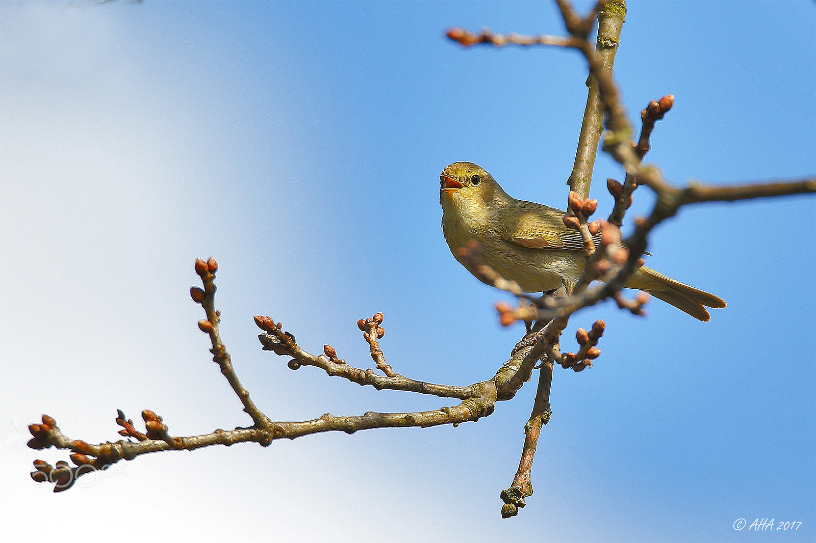 150-600mm F5-6.3 DG OS HSM | Sports 014 sample photo. Common chiffchaff (phylloscopus collybita) photography