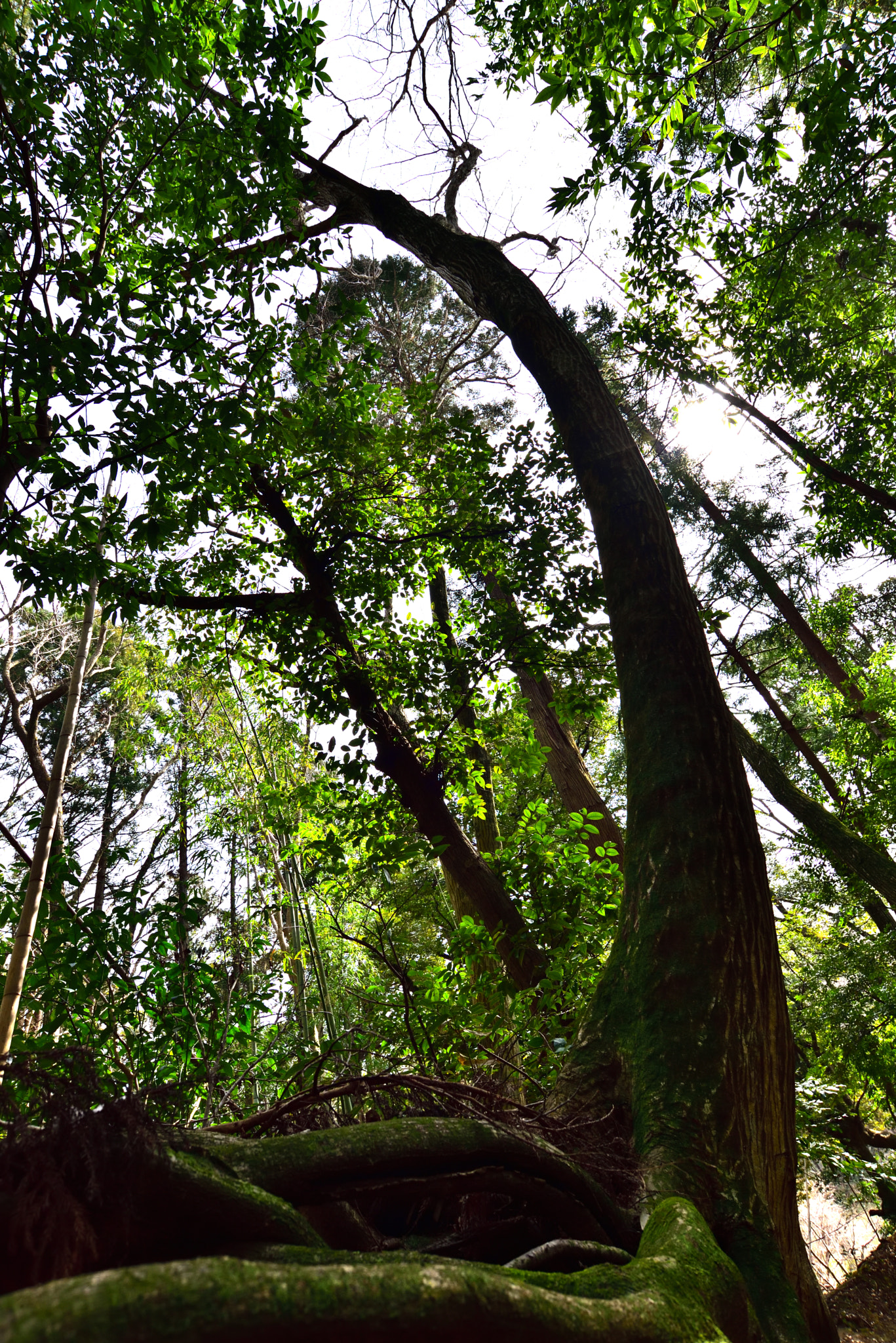 Nikon AF-S Nikkor 18-35mm F3.5-4.5G ED sample photo. Tree photography