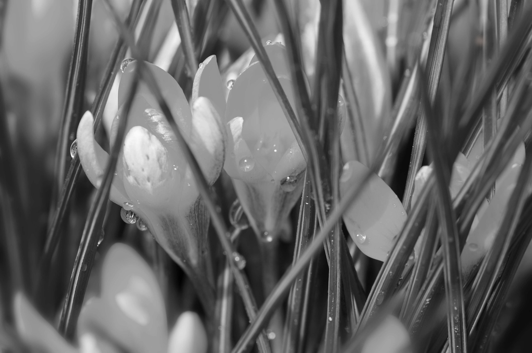 Nikon D3200 sample photo. Весенняя радость photography