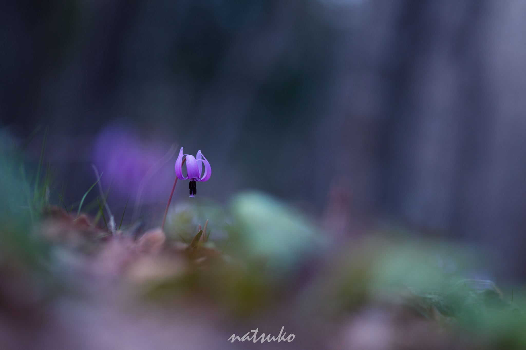 Sigma APO Macro 150mm f/2.8 EX DG HSM sample photo. Dogtooth violet photography
