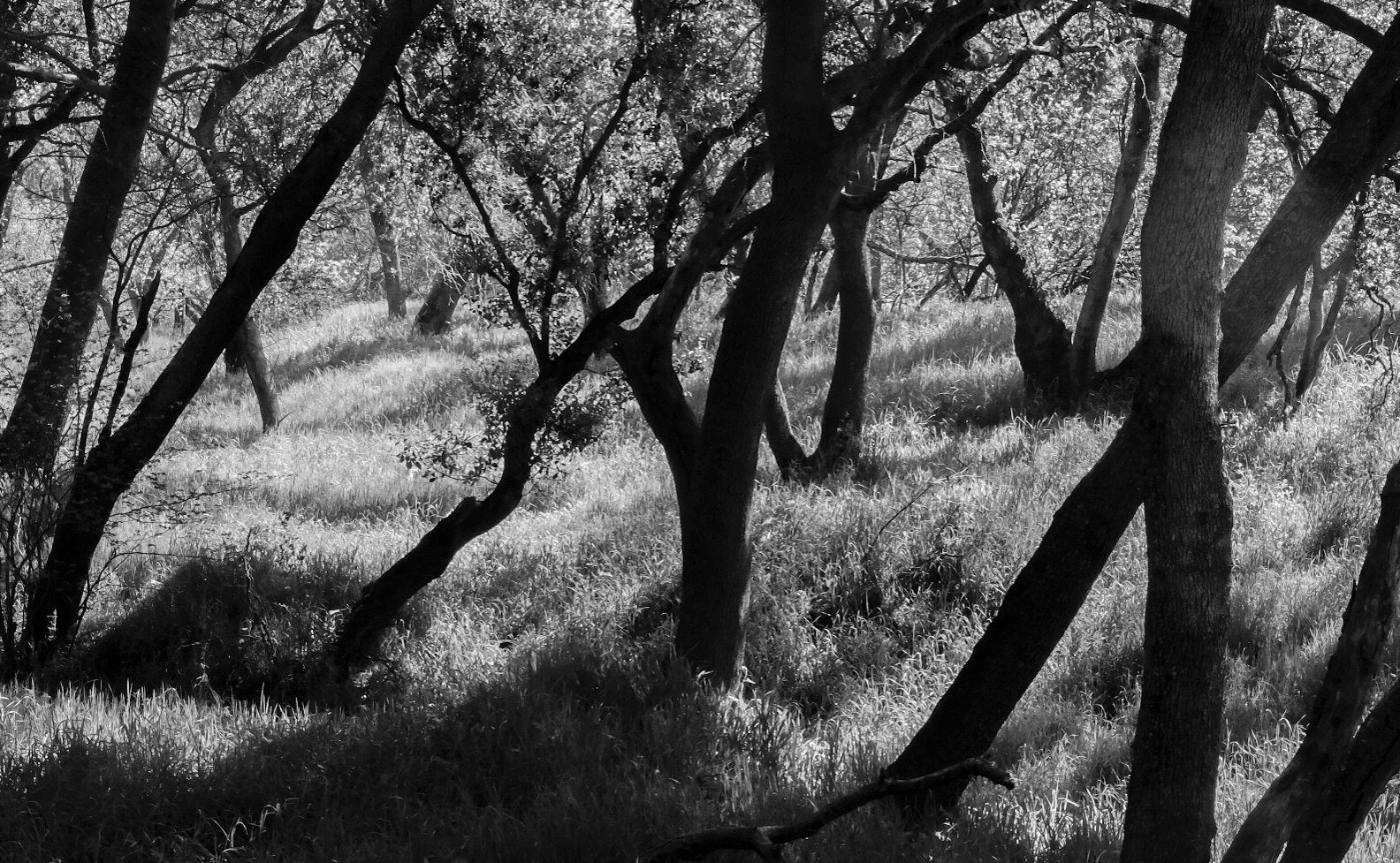 Fujifilm X-T1 + Fujifilm XF 35mm F2 R WR sample photo. Web of bark photography