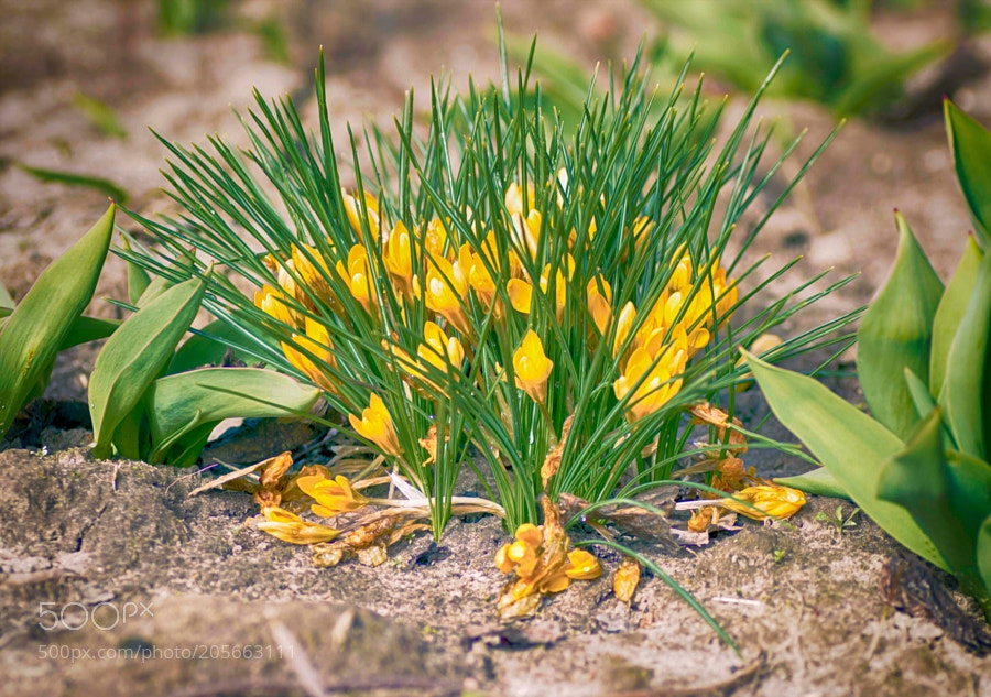 Nikon D3200 sample photo
