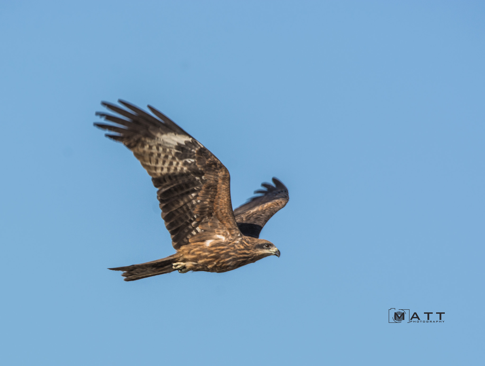 Nikon D7100 sample photo. Marsh harrier in flight photography
