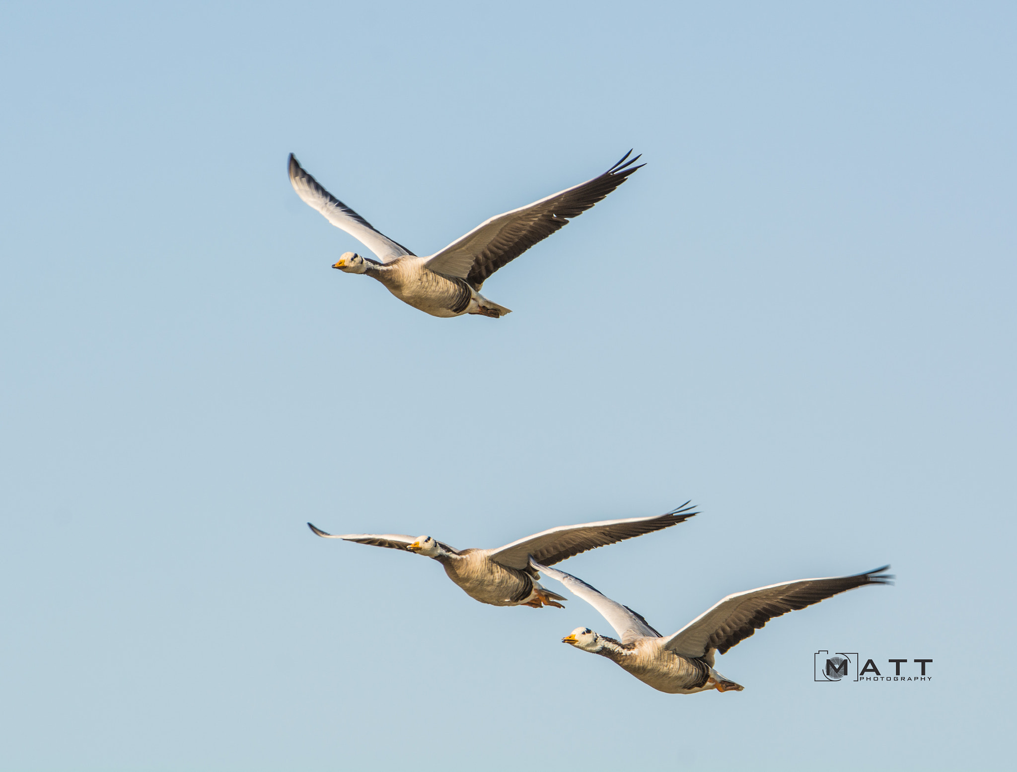 Nikon D7100 sample photo. Bar headed geese in flight photography