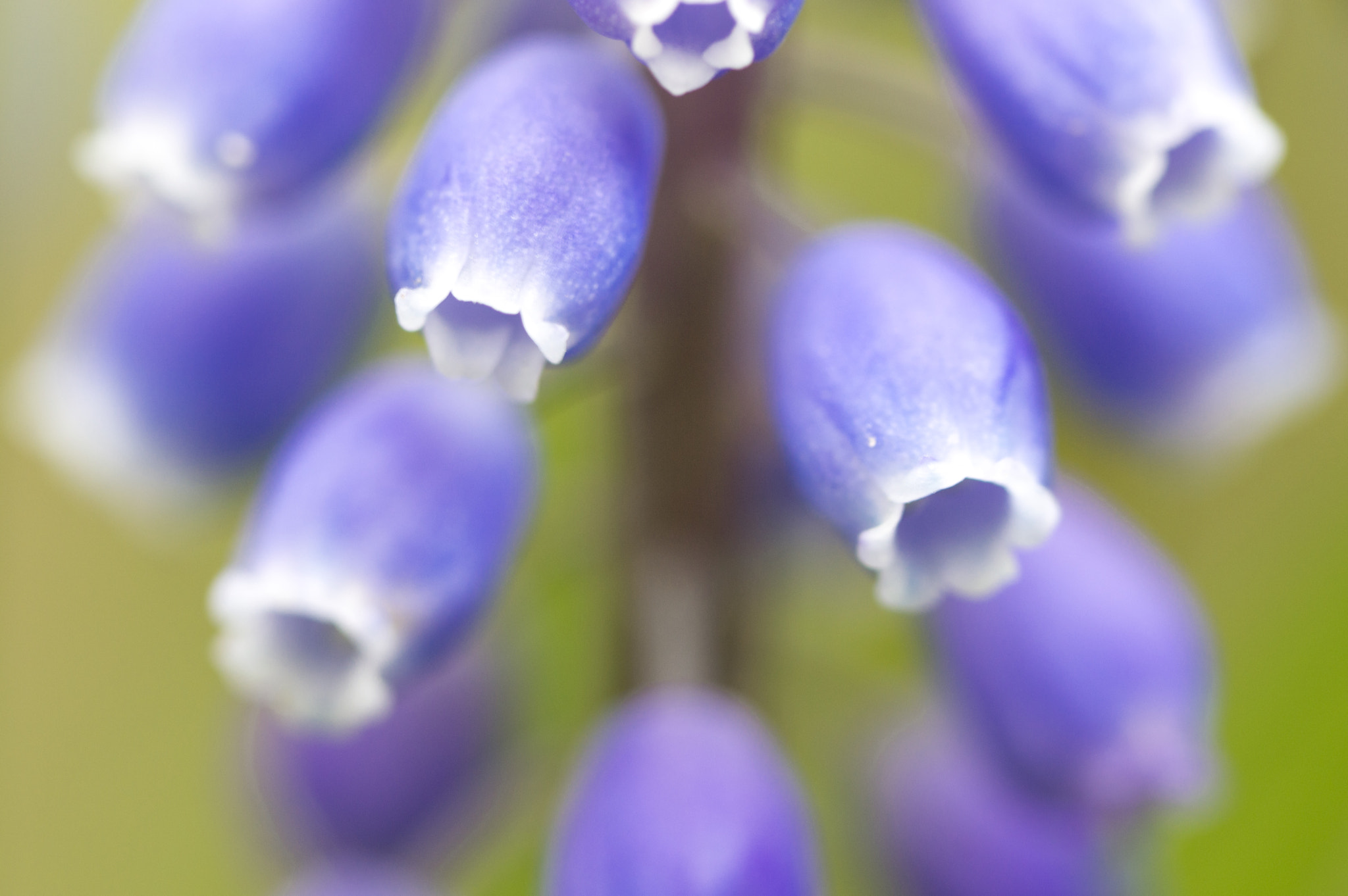 Nikon D3200 sample photo. Small grape hyacinth photography