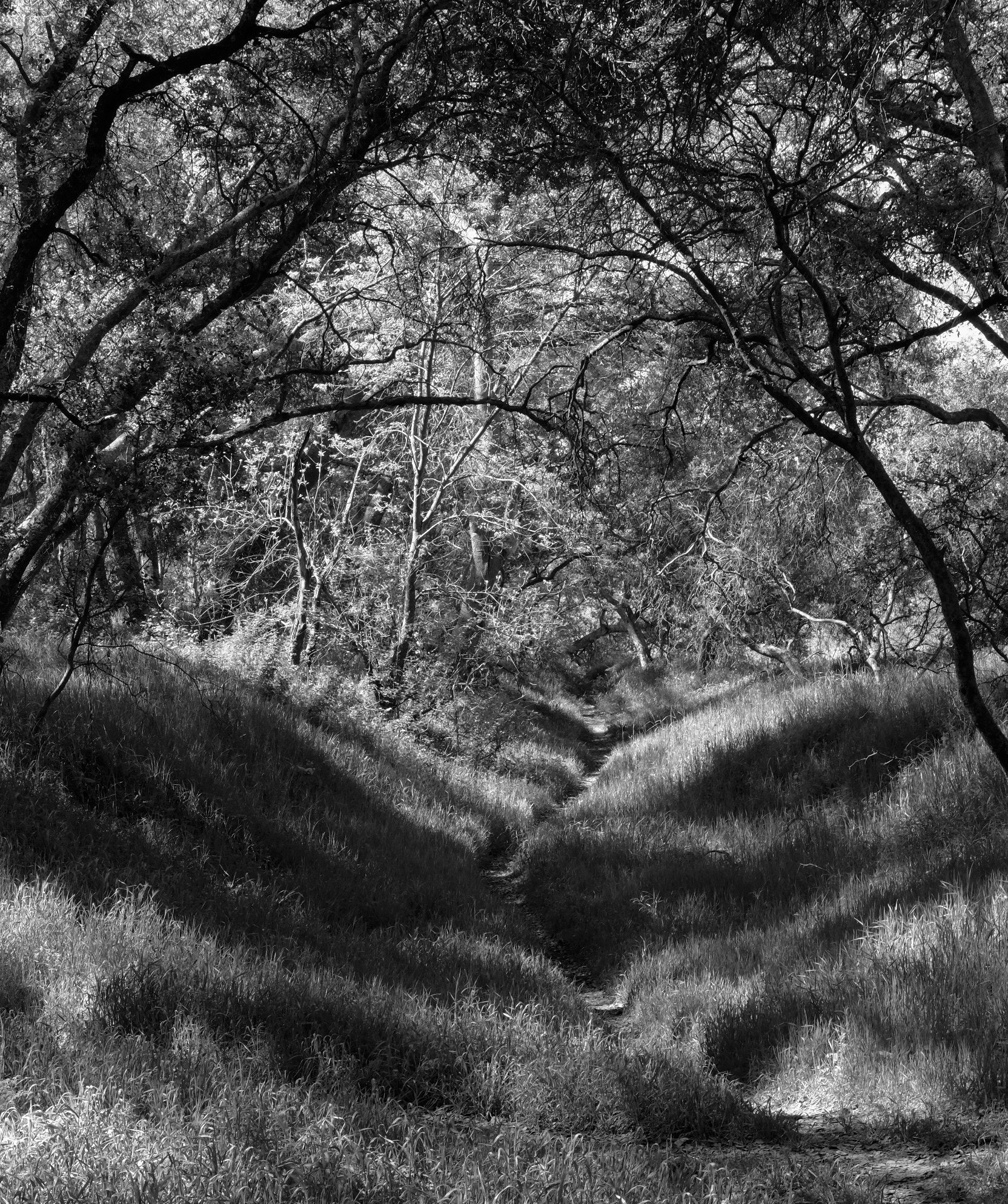 Fujifilm X-T1 sample photo. Lit woods path photography