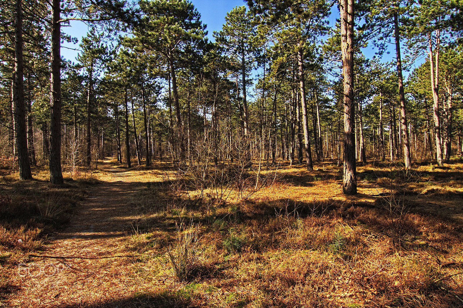Canon EOS 7D + Tokina AT-X Pro 12-24mm F4 (IF) DX sample photo. A sunny day in the forest photography