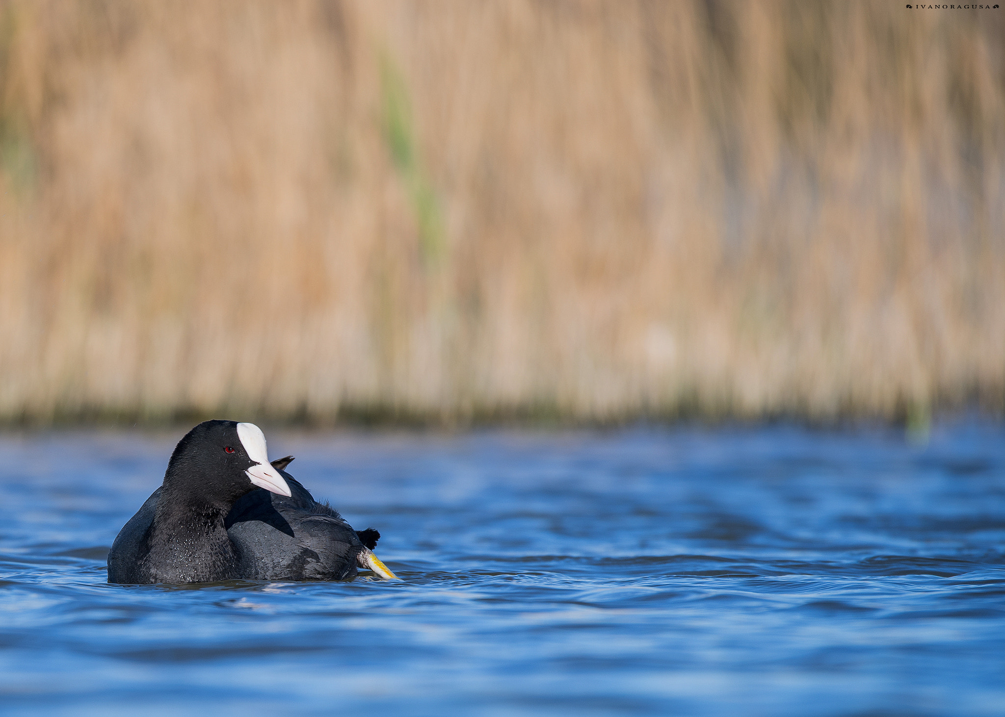 Nikon D5 + Sigma 150-600mm F5-6.3 DG OS HSM | S sample photo. _dsc2886_1.jpg photography