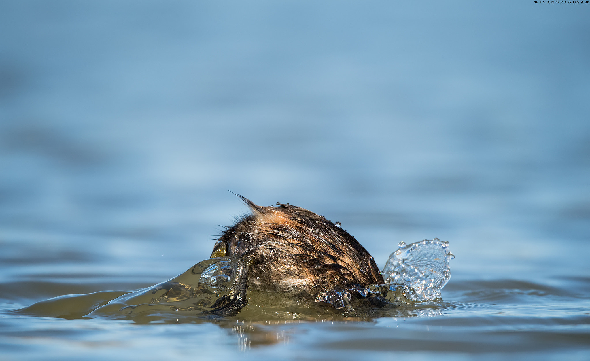 Sigma 150-600mm F5-6.3 DG OS HSM | S sample photo. Dsc photography