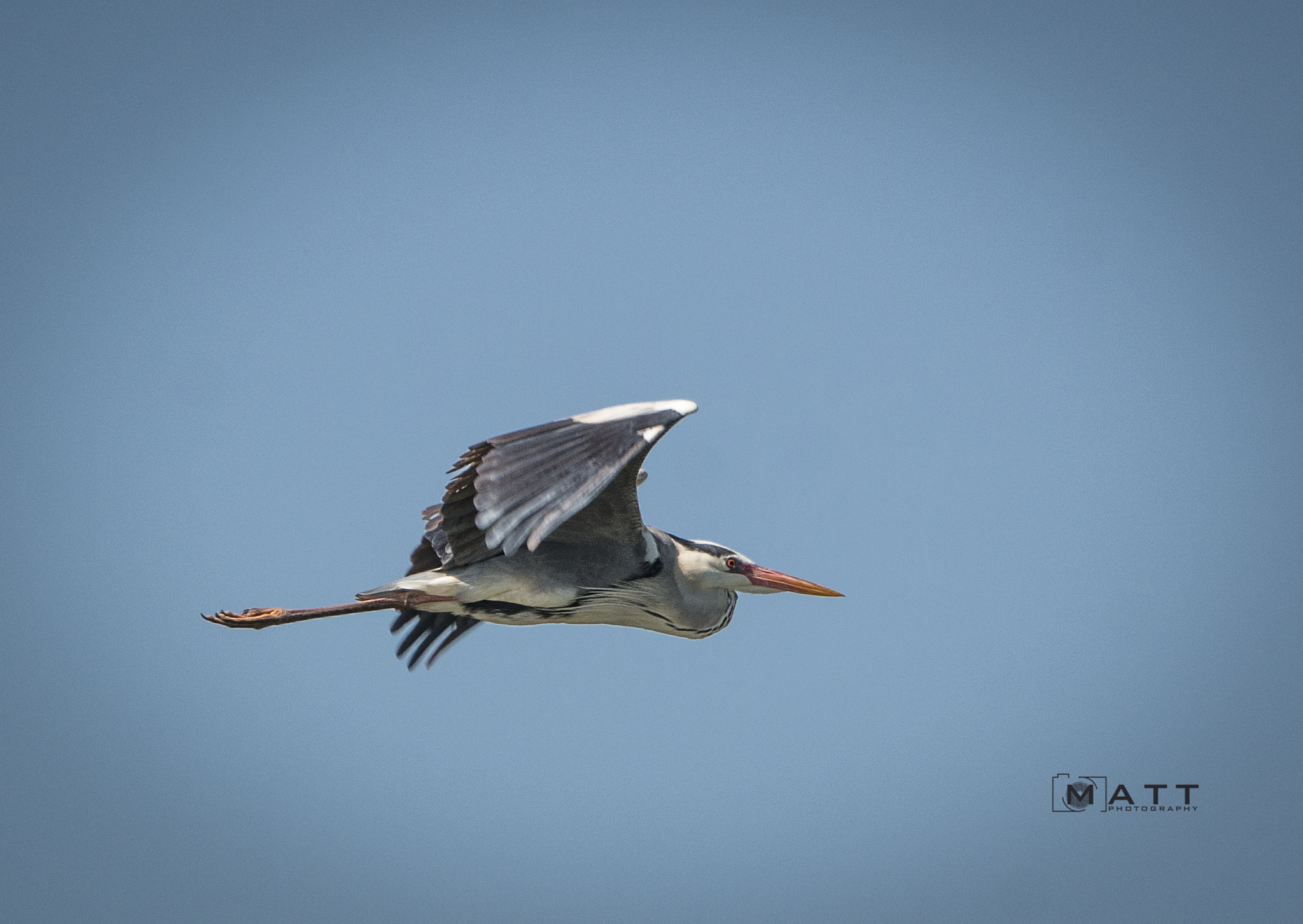 Nikon D7100 sample photo. Heron in flight photography