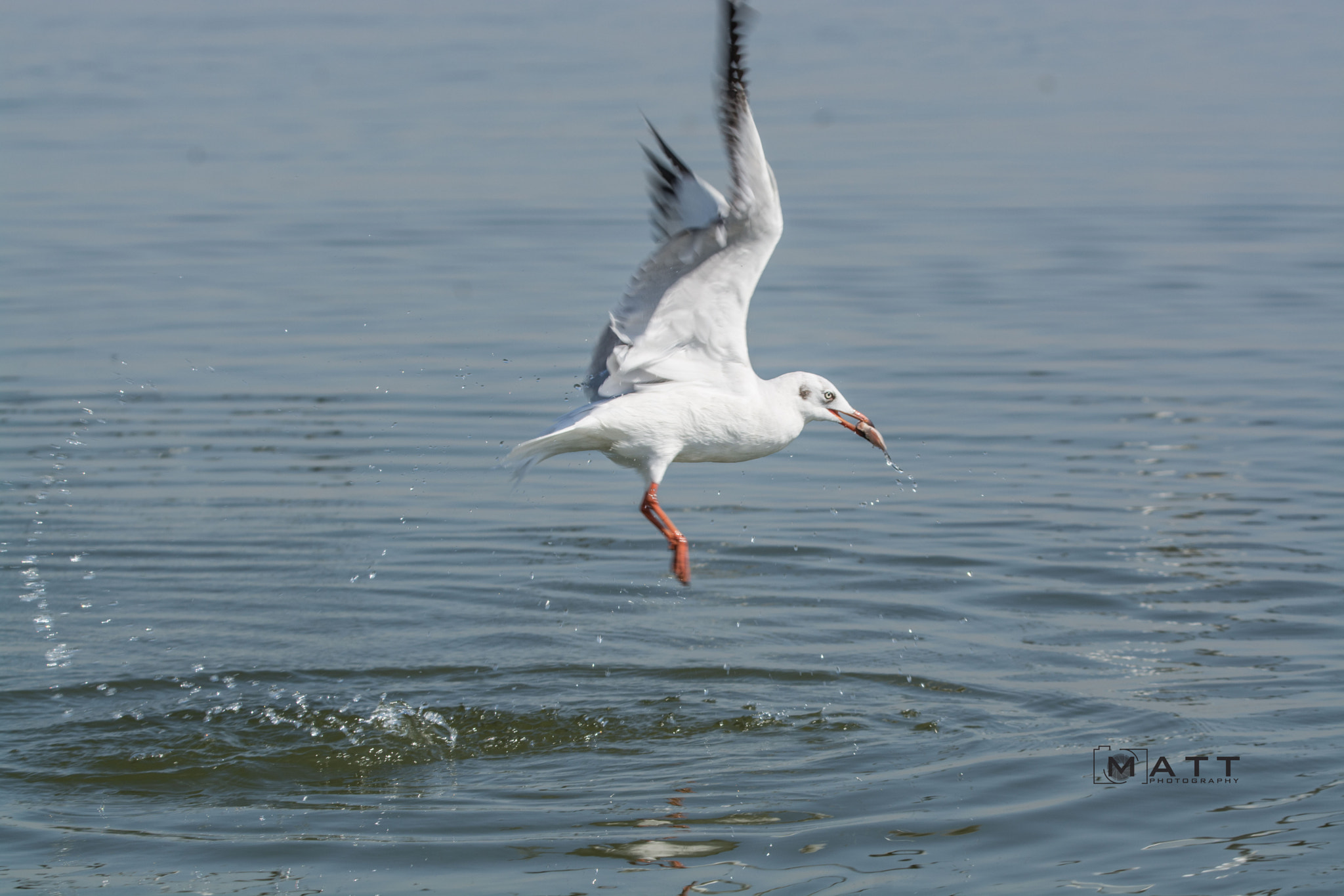 Nikon D7100 + Tamron SP 150-600mm F5-6.3 Di VC USD sample photo. Seagull with fish catch photography