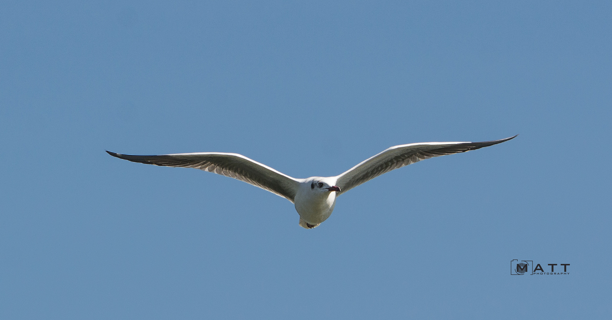 Nikon D7100 sample photo. Seagull in flight photography