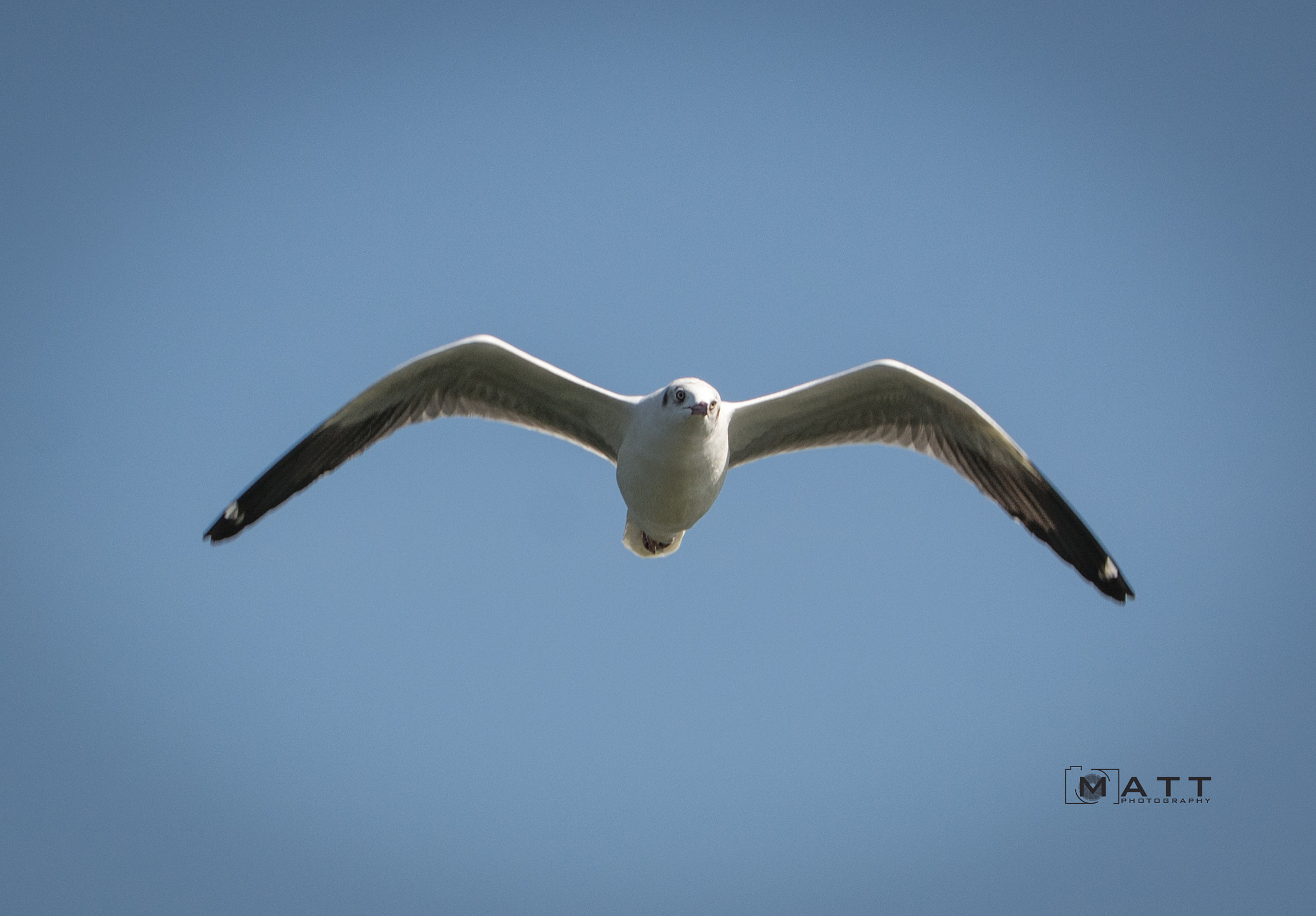 Nikon D7100 sample photo. Seagull in flight photography