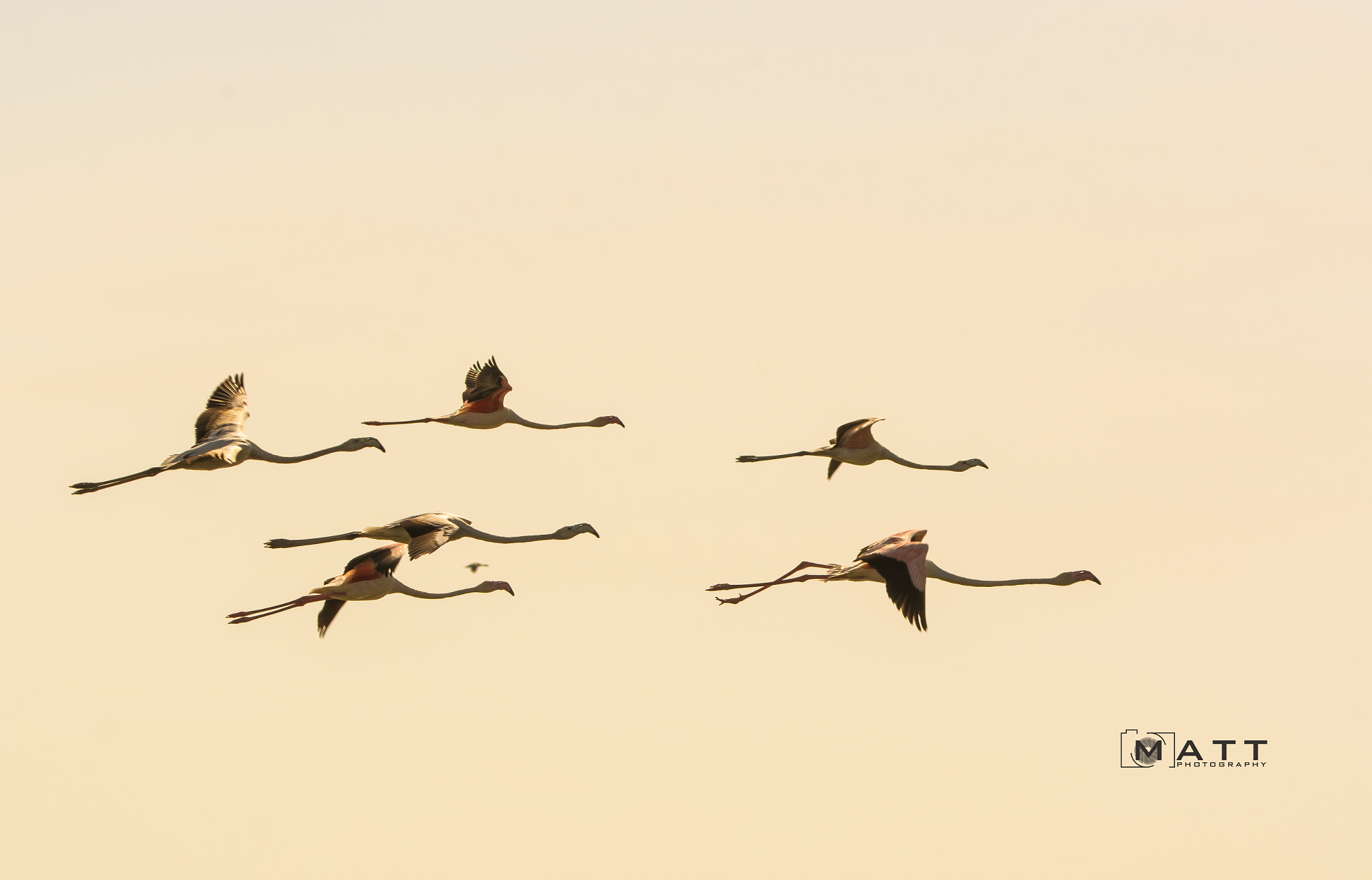 Nikon D7100 sample photo. Silhouette - flamingos in flight photography