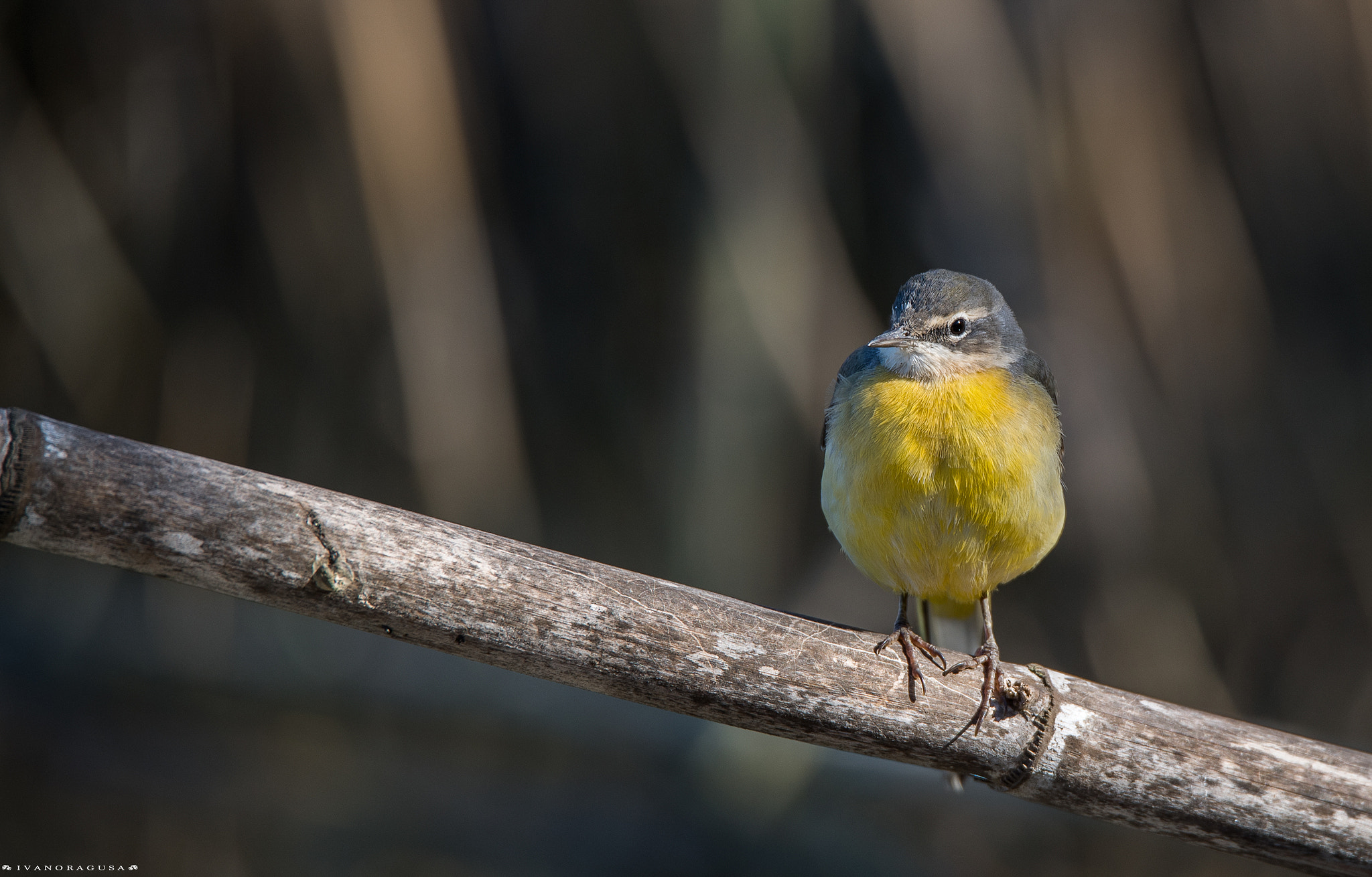 Nikon D5 + Sigma 150-600mm F5-6.3 DG OS HSM | S sample photo. Dsc photography