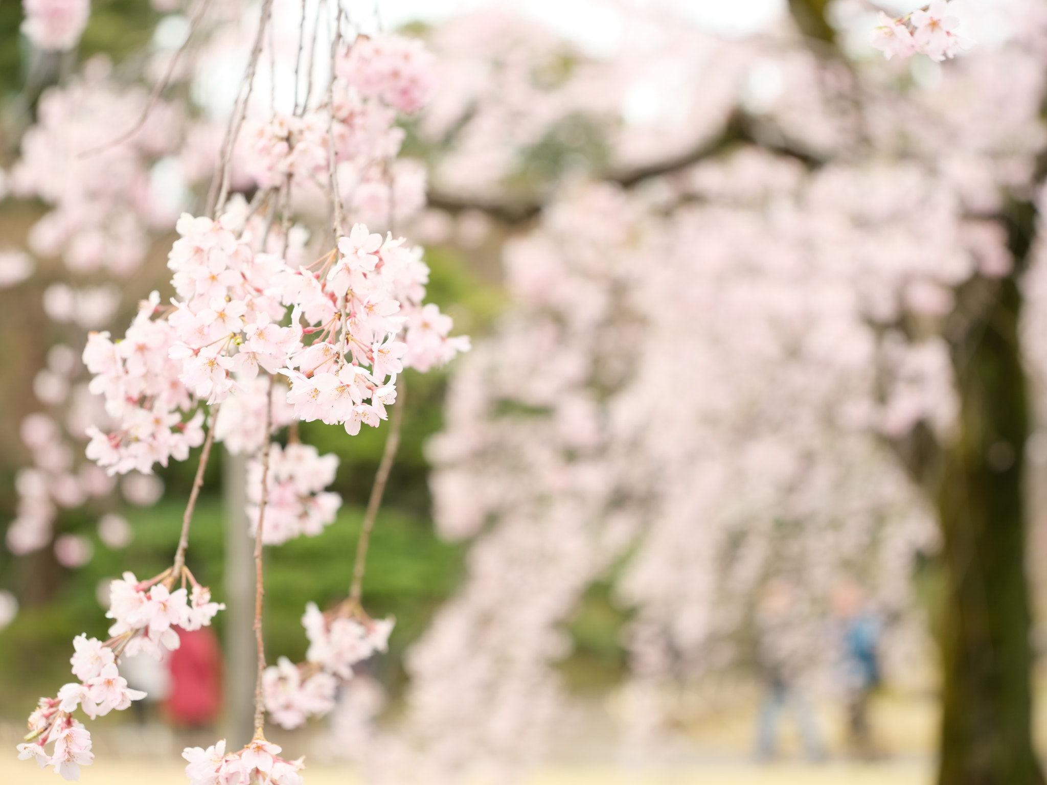 Fujifilm GF 32-64mm F4 R LM WR sample photo. Weeping cherry photography