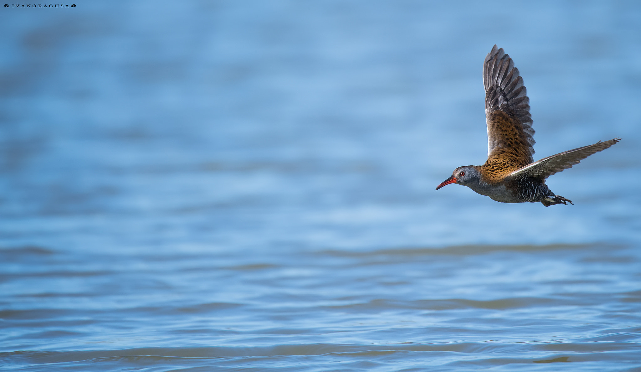 Sigma 150-600mm F5-6.3 DG OS HSM | S sample photo. Dsc photography