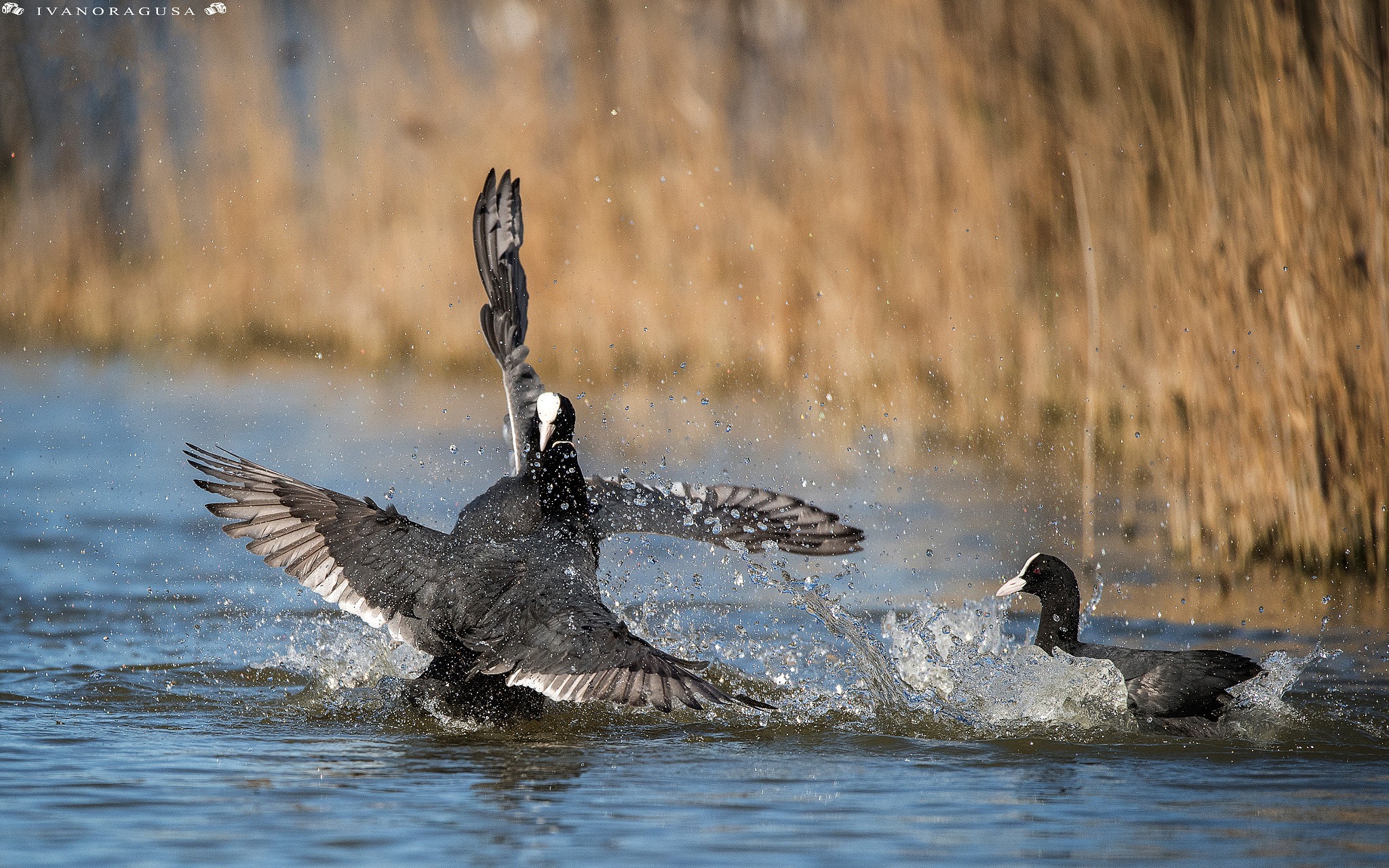 Sigma 150-600mm F5-6.3 DG OS HSM | S sample photo. Dsc photography