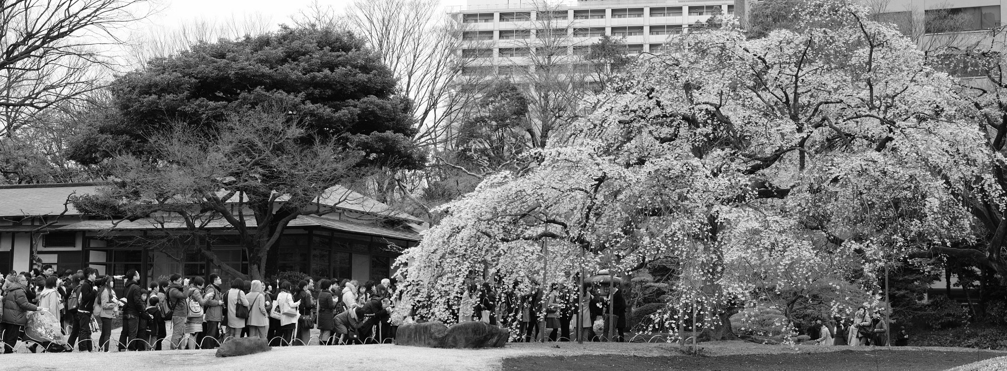Fujifilm GF 32-64mm F4 R LM WR sample photo. Crowded photography