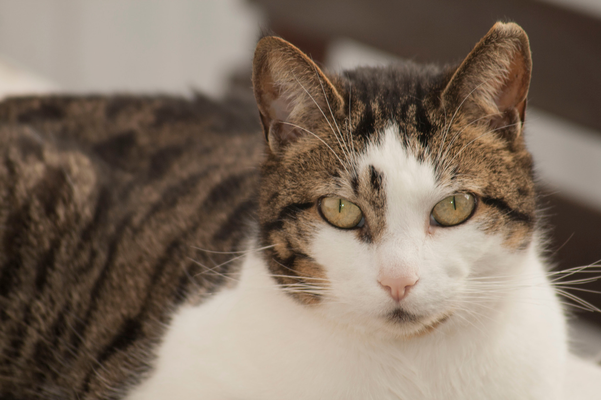 Canon EF 55-200mm F4.5-5.6 II USM sample photo. Cats photography