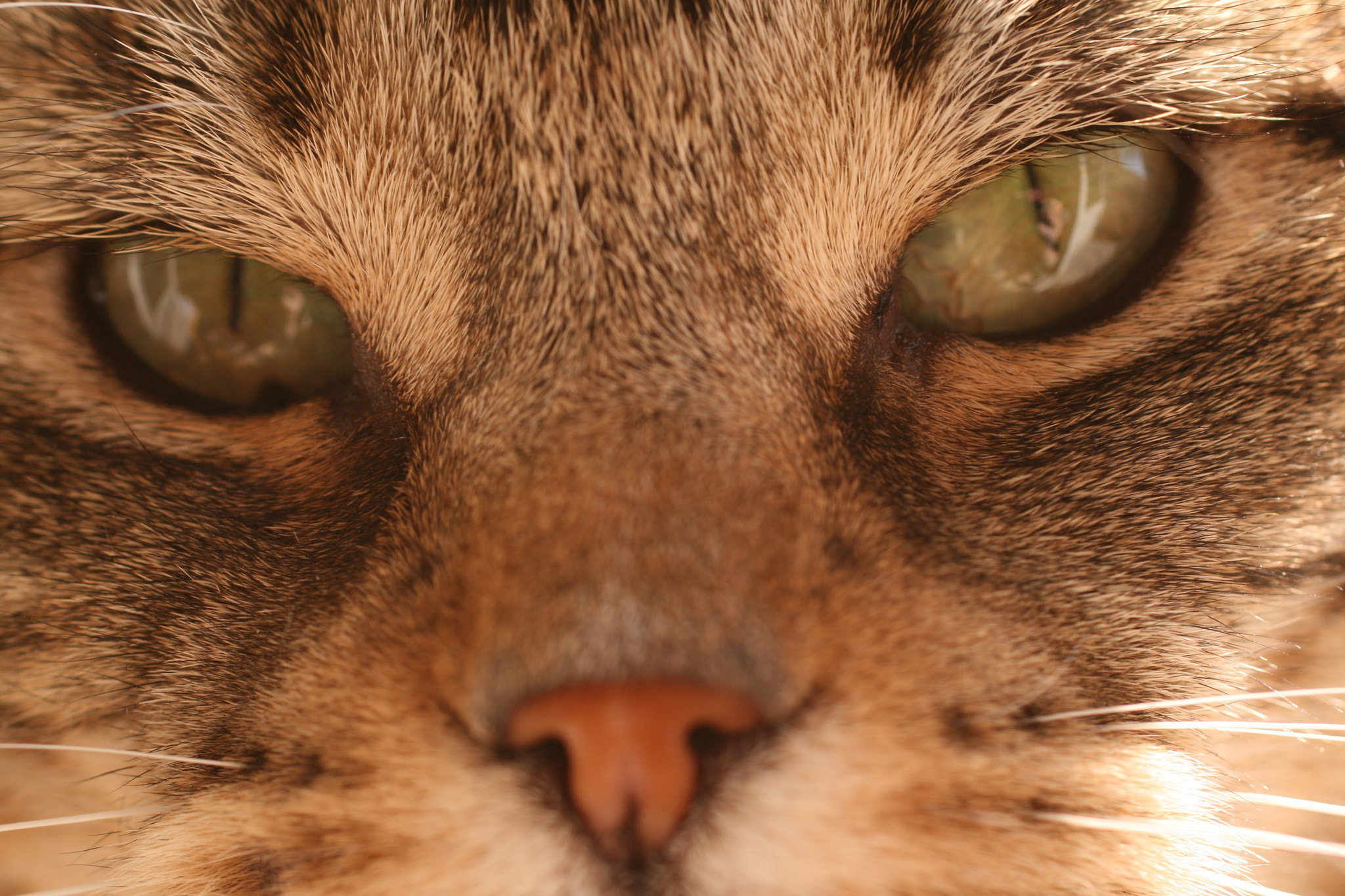 Sigma 50mm F1.4 EX DG HSM sample photo. Cats photography